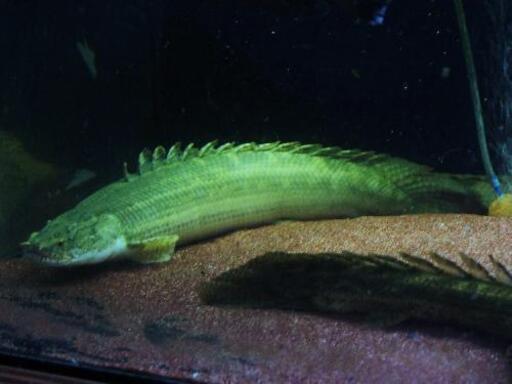 極太WILD　ビキール・ビキール　４５cm±