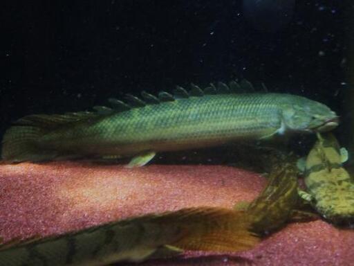 極太WIRD　ビキール・ビキール　４５cm± 極太WIRD ビキール・ビキール 45cm±