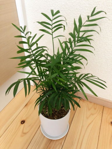 観葉植物　テーブルヤシ　無印良品の磁気鉢と受け皿付き　とても元気な株です☆