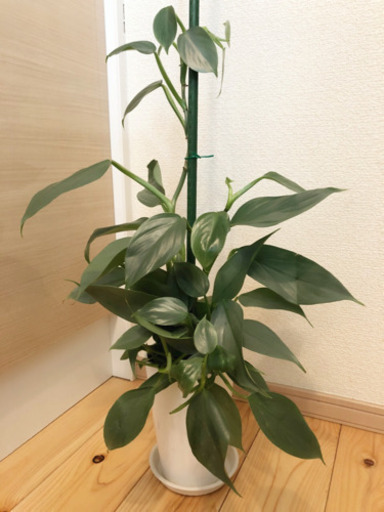 観葉植物　フィロデンドロン・シルバーメタル　55cm　3.5号鉢付き　とても元気な株です☆