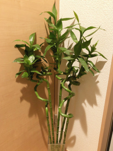 観葉植物　ミリオンバンブー　5本セット　100cm　ニトリのフラワーベース付き　とても元気な株です☆