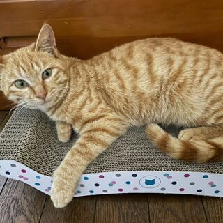 保護猫の里親になっていただける方を募集します。 - 龍ケ崎市