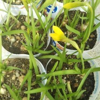 ミニ水仙　ティタティタ黄色　3月咲