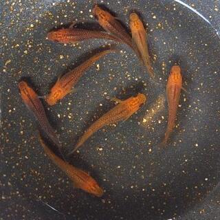 メダカ紅薊オス1メス1のペア くまぐす 田中口のその他の中古あげます 譲ります ジモティーで不用品の処分