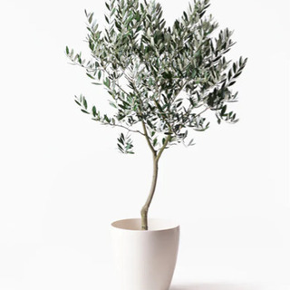 情報提供 旭川でオリーブの木売ってるところ知りませんか せーや 旭川の友達のメンバー募集 無料掲載の掲示板 ジモティー