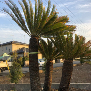 ソテツ（10号） | 株式会社中島造園_EC ソテツ　10