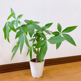 パキラ 観葉植物 植物苗 大きめ 2本