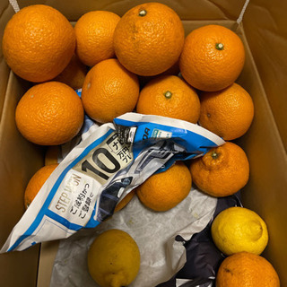 おすそ分け 柑橘系フルーツ
