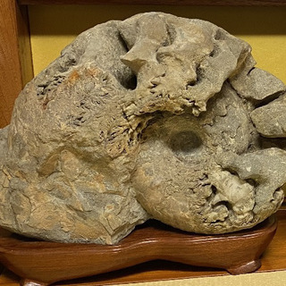 化石　特大約36キロ　アンモナイト化石　置物