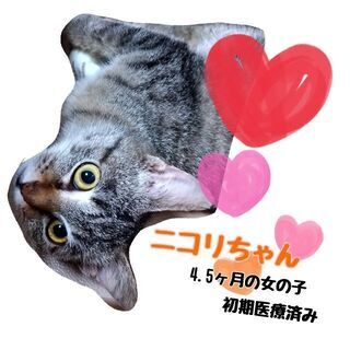 🌺里親さま決定🌺地下駐車場で鳴き続けていた迷子の子猫ちゃん