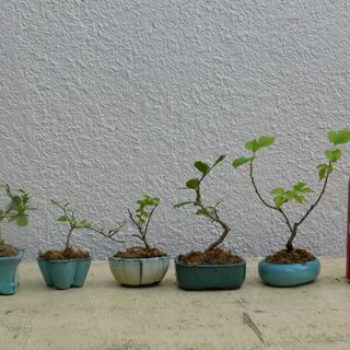 沖縄県の中古盆栽が無料 格安で買える ジモティー