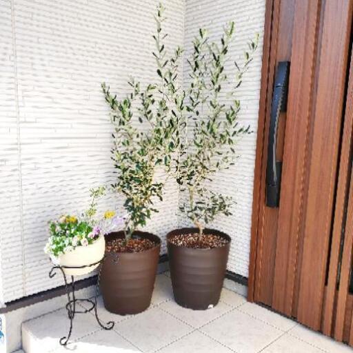 残り１つ★形の良いオリーブの木(高さ150㎝程)(鉢植え、植栽)\n\n