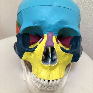 千葉県の中古骸骨が無料 格安で買える ジモティー