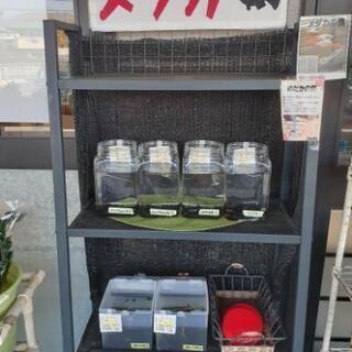 🌸めだか販売　再開してます🌸