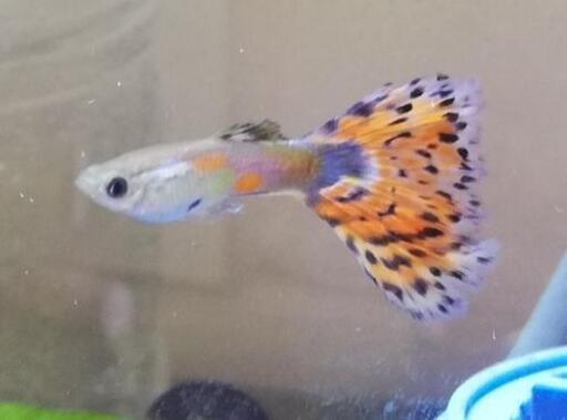 熱帯魚 グッピー差し上げます イチロー 塩崎のその他の中古あげます 譲ります ジモティーで不用品の処分