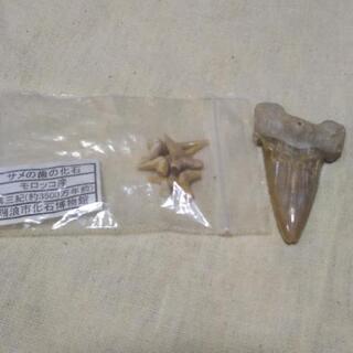 【ネット決済】サメの歯の化石