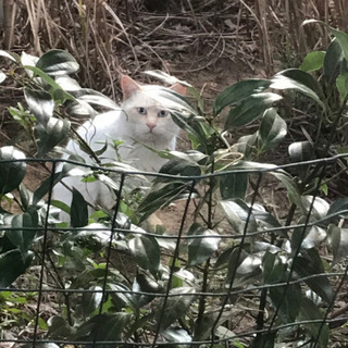 迷い猫です！飼い主さんを探しています！