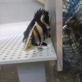ダトニオ リアルバンド ダトニオプラスワン