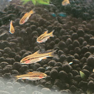 愛知県の中古ミナミヌマエビが無料 格安で買える ジモティー