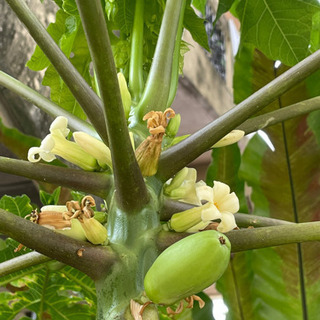 パパイヤ　雄花（花粉）