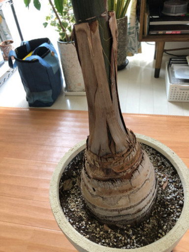 観葉植物 トックリヤシ 10号 風水にも