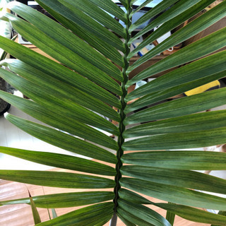 観葉植物 トックリヤシ 10号 風水にも - その他