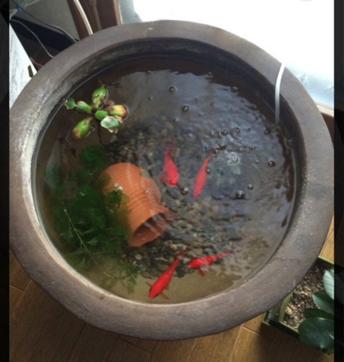 水鉢睡蓮鉢水鉢メダカ金魚飼育鉢c Bega ｊｒ俊徳道のその他の中古あげます 譲ります ジモティーで不用品の処分