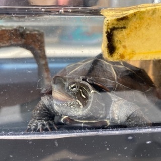 ゼニガメ 里親募集 ジモティー ゼニガメ 里親募集 ジモティー