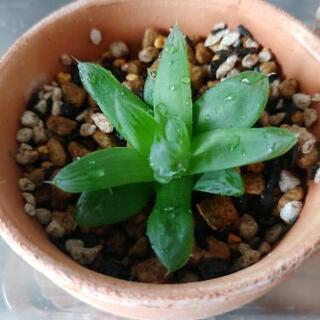 大阪府の中古ハオルチアが無料 格安で買える ジモティー