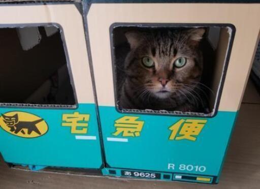 猫キャットハウス段ボール 手作り クロネコヤマト あや 草加のその他の中古あげます 譲ります ジモティーで不用品の処分 猫キャットハウス段ボール 手作り クロネコヤマト あや 草加のその他の中古あげます 譲ります ジモティーで不用品の処分