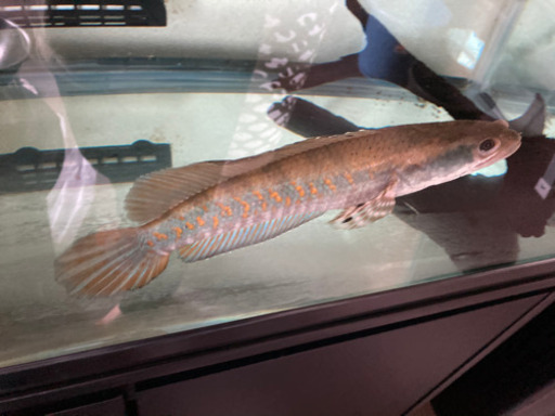 (決まりました)スネークヘッドチャンナプルクラ肉食魚