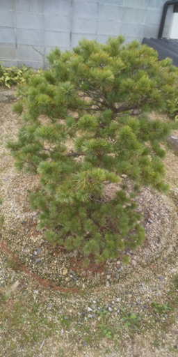 ※引取限定※　盆栽　五葉松 売ります 五葉松 引き取り限定 盆栽