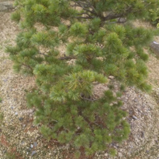 売ります 五葉松 引き取り限定 盆栽