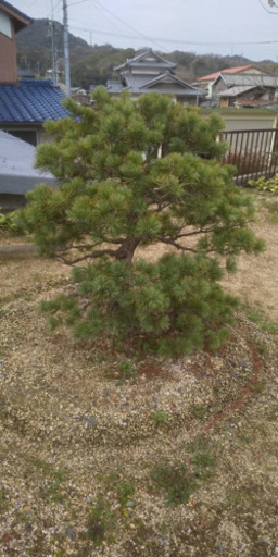 売ります 五葉松 引き取り限定 盆栽
