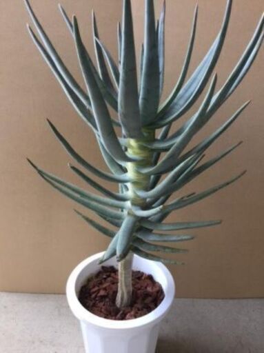 観葉植物　アロエ　ディコトマ(大株)