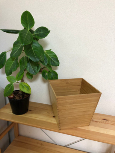 値下げ Ikea 竹製鉢カバーvildapel ヴィルダペル みさぽん 那覇の生活雑貨の中古あげます 譲ります ジモティーで不用品の処分