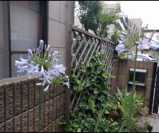 アガパンサス鉢植え2 3株 はっこ 武蔵境のその他の中古あげます 譲ります ジモティーで不用品の処分
