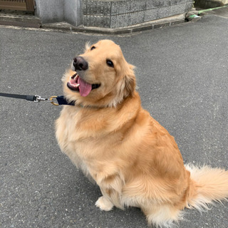 大型犬 ペット用品譲ってください