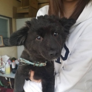 千葉県の仔犬 里親募集 ジモティー