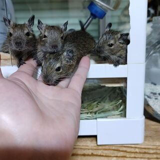 デグーの赤ちゃん − 新潟県