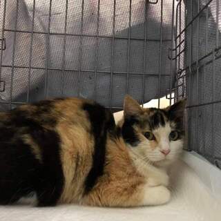 子猫 里親募集 ジモティー