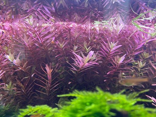 ロタラsp Hra 10本水草 ミコパパ あいの里教育大のその他の中古あげます 譲ります ジモティーで不用品の処分 ロタラsp Hra 10本水草 ミコパパ あいの里教育大のその他の中古あげます 譲ります ジモティーで不用品の処分