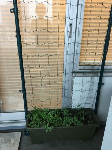 ベランダ園芸に アイリスオーヤマの ベランダ用グリーンカーテン支柱セット 差し上げます くくのち 西新宿五丁目のその他の中古あげます 譲ります ジモティーで不用品の処分