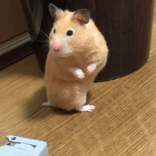 キンクマハムスター 里親募集 ジモティー キンクマハムスター 里親募集 ジモティー
