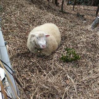 草刈りします羊の除草