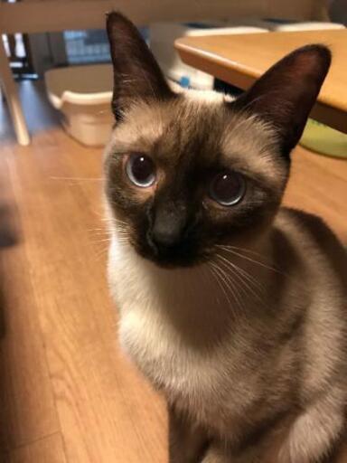 シャム 保護猫です まー君 古島の猫の里親募集 ジモティー