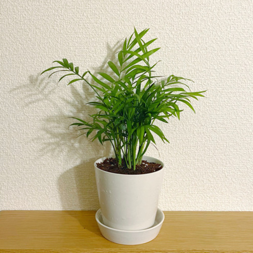 観葉植物テーブルヤシナチュラルキッチンの陶器の鉢と受け皿付き Shun植物と暮らす 新宿の家庭用品 ガーデニング の中古あげます 譲ります ジモティーで不用品の処分