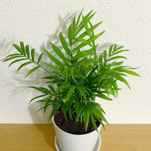 観葉植物テーブルヤシナチュラルキッチンの陶器の鉢と受け皿付き Shun植物と暮らす 新宿の家庭用品 ガーデニング の中古あげます 譲ります ジモティーで不用品の処分