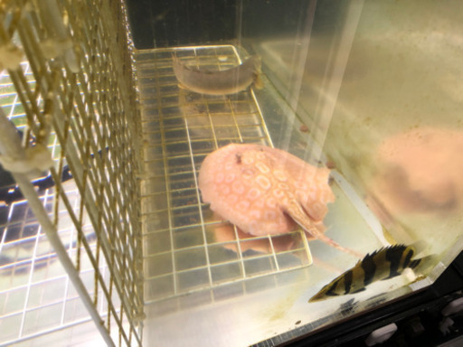 アルビノクロコ