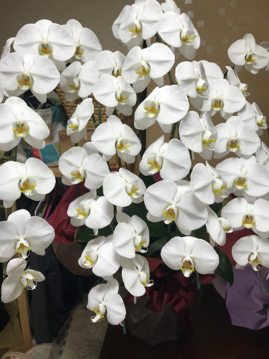 さらに豪華な　胡蝶蘭　